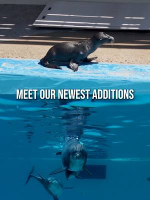 The SeaWorld family just got a little bigger. 💙 We can't wait to share their journey as they grow, learn, and thrive. #seaworldsandiego #dolphins #sealion #babyanimals