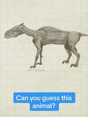 This is a drawing of a modern animal…. if you drew it the way many early science illustrators drew dinosaurs. They just drew skin wrapped around bone without muscle, turning this normal animal into a monster. Can you guess what it is? This is called “shrink wrapping” and it has affected the way a lot of us think about what dinosaurs looked like… If you want to know more about dinosaurs, watch our longer video and follow along!  #animation #illustration #dinosaur #Science #stemfacts