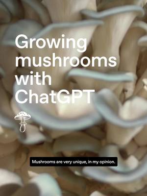 A mushroom grow kit sparked Hunter’s curiosity and grew into Mountain Mushrooms. Now ChatGPT helps him run the business and build custom machines to automate the work behind it.