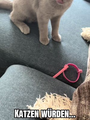 Katzen würden…