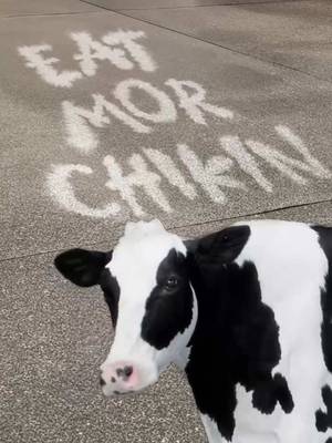 4 tha moo it urself-ers