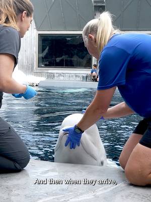 As our team prepares for the arrival of rescued belugas in San Diego and San Antonio as part of an unprecedented rescue effort, these animals' health is the first priority. Before, during, and after transport, every animal will receive comprehensive veterinary evaluations and individualized medical care. Our world-class veterinary team is preparing to provide around-the-clock medical oversight, advanced diagnostics, and personalized care for the belugas that will soon call SeaWorld home. From arrival through every milestone that follows, they'll be supported by experts dedicated to giving them the very best possible care. Follow along as we continue to share updates on this remarkable rescue effort and the incredible animals at the heart of it. 💙