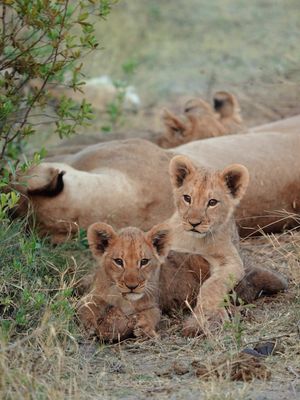 Which one of the big 5 is your favorite? 🥹 Going on a safari in Africa should be in everyone’s bucket list. It’s a life-changing (and magical) experience.