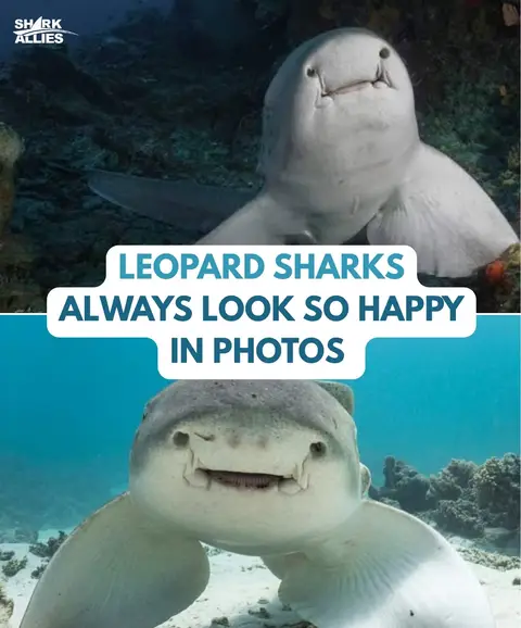 Real life sea pups  - #sharks #lepordshark #cute #ocean #nature