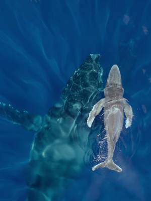 A newborn humpback whale calf takes its first breath, with a little help from mom. 🎥: #IncredibleAnimalJourneys