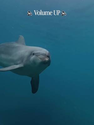 Sound up! 🔊 Did you know dolphins have a variety of different vocalisations that all mean different things? 🐬 🗣️ The loud vocalisations that we hear on the surface actually come from the blowhole, often confused with coming from the mouth! 🤭 The squeaks and squarks are loud, playful sounds that are caused by air being expelled from the blowhole. 💨 The muscles around the trachea constrict and release the pipe making a variety of sounds - similar to letting air out of a balloon! 🎈 Their different vocalisations teach us so much about how they are reacting to the world around them! 💙