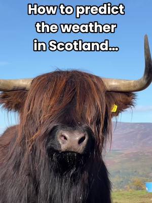 How do we predict the weather in Scotland? 👀 Meet Scotland's forecasting tool: the Coo-ometer! 🐮🌡️ We hope this wee guide helps you figure out what our Scottish weather is up to 🤭👇 🌥️ Coo is dry: It's not raining ❄️ Coo is white: It's snowing ☔ Coo is soggy: It's raining ☀️ Coo is warm: It's sunny 💨 Coo is scruffy: It's windy 🧣 Coo is wrapped up: It's cold #Coosday #Scotland #VisitScotland #HighlandCow