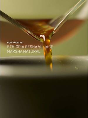 Strawberry, Pineapple, and Violet. Velvety and Delicate. Our coffee team has called this coffee the gold standard for Ethiopian Geshas. If you only ever try one, make it this one. Ethiopia Gesha Village Narsha Natural comes from the Gesha Village Coffee Estate, located near the storied Gori Gesha forest where the varietal was first catalogued in 1931. Here, only perfectly ripe cherries are meticulously harvested by hand and then sun-dried. The result of this careful harvesting is a natural processed coffee that is bright, clear, and retains all of the distinct characteristics of the Gesha varietal that we love. Find it available on our website today. #singleorigincoffee #ethiopiancoffee #geishacoffee #intelligentsia #coffeetiktok 