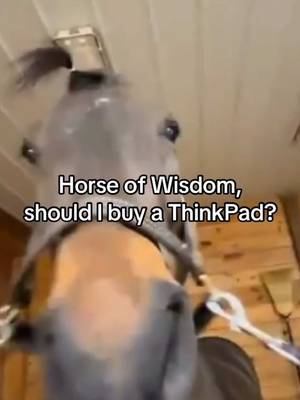 it’s settled then #lenovo #thinkpad #laptop #horseofwisdom 