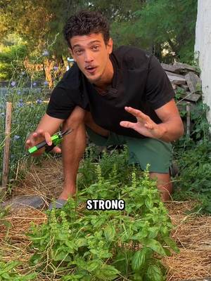Trim your Basil Bush! ✂️🌿