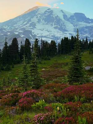 Summer at Mt. Rainier 🏔️