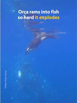 Have you ever seen an orca ram a sunfish so hard that it was smashed to bits? This incredible footage of one orca holding the fish by the tail while another rammed it was captured by marine biologist and National Geographic Explorer Katy Ayres, and it raises several questions about the purpose of this behavior. Sunfish are the heaviest bony fish on the planet, but an orca can easily kill them, leading some researchers to theorize it may be a game rather than a hunting tactic.   Discover more about this unique orca behavior at the 🔗 in bio.