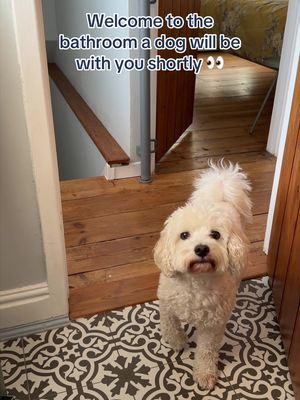 Always an audience when you have a dog 😅 #butchersdogfood #dogfood #dogsoftiktok #dogtok 