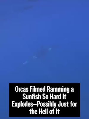 Orcas in the Gulf of California have been observed ramming into sharp-tail sunfish at such high speeds that the fish—one of the world’s heaviest—are almost completely obliterated. Orcas are known for deploying advanced hunting strategies, and for playing with their food, but this behavior has not been described before. Researchers, publishing their findings in Frontiers in Ethology, said that the “hold-to-ram” strategy had been observed in two separate hunting events in 2024 and 2025. In both instances the sunfish, a common food source for orcas in the surface waters of the Gulf of California, were already dead. Scientists can’t be sure whether it was the same orcas involved in both events. They’re also undecided as to whether this was a strategy designed to help juvenile orcas feed on the thousands of small pieces of sunfish, or whether the adult orcas were messing around. “We think this may help younger orcas feed more easily or it could also just be for fun,” said the observational study’s first author Dr Kathryn Ayres, a scientist at the Beneath The Waves nonprofit. “Orcas are known for playing with their food.” Ayres added, “They're one of the most iconic marine predators in the world, yet they continue to surprise us.”