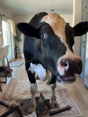 Should have listened! #cow #brucethecow #farm #animals