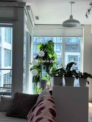 Happy Saturday😁 #cozyhome #interiordesign #homeinspo #homedecor #houseplants 