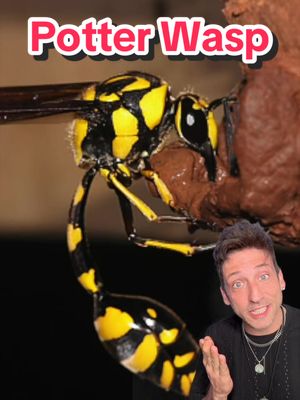 This Wasp is an absolute MENACE #potterwasp 
