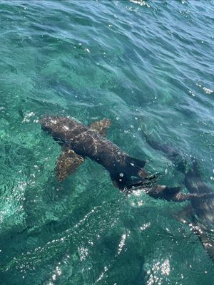 Swimming with sharks has been on my bucketlist for so long! 🦈🤿  📍 Hol Chan Marine Reserve, Belize  🪸 The second largest barrier reef in the world, located a short boat ride from Ambergris Caye and Caye Caulker.  🛥️ Tour Info - take a half or full day boat tour from your chosen and see the reef, marine life, underwater caves and different snorkeling sites including:  🦈 Shark Ray Alley - world famous for nurse sharks and stingrays Is Belize on your bucketlist yet? 🇧🇿 🐠 🪸 #swimmingwithsharks #belize #cayecaulker #traveltiktok #travelguide 