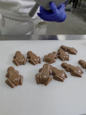 Every wondered how a Haigh's Chocolate Frog comes to life? 🐸 Take a peek as one of our most iconic creations is carefully created from smooth chocolate, crafted from the bean, to the familiar frog that has delighted generations of Australians. #HaighsChocolates #ChocolateFrog #Haighs #AustralianMade