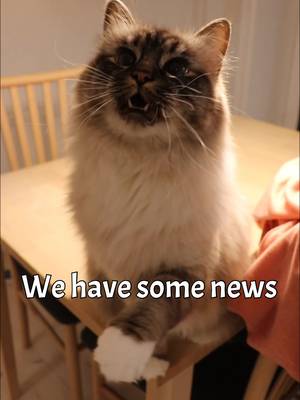 ❤️ Our story is link in the profile, GoFundMe.  Thank you for all the kindness you’ve shown our little family. If you’d like to read what happened and why we’re asking for help, you’ll find our story here. And if you’d like to support us, we’re truly grateful. Even sharing our story means a lot. ❤️