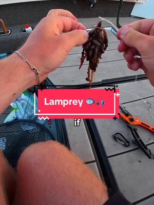 I Caught a Parasitic Fish 🐟🎣 #fishing 