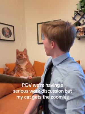 i'm still in the running for employee of the month right? @roblaltrello #catparent #workfromhome #catsoftiktok #zoomies