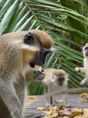Up close and personal with a troop of green monkeys at Welchman Hall Gully in St. Thomas. It’s one of the many things you can experience while here on island. #VisitBarbados #ThingsToDo