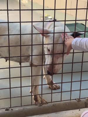 If you’ve ever thought about adopting a dog or cat there is so many beautiful animals needing homes - this is the animal welfare league up near Helensvale ! We adopted our dog we have now and feels so good giving an animal a loving home, we aren’t looking to adopt right now but thought if anyone of my audience was considering it here you can see who’s there incase any speak to you or capture your heart ❤️  No this is NOT sponsored in any way shape or form , sometimes we take Tala just to give the animals cuddles and love and I thought may as well use my platform to remind anyone who’s thinking of adding to their family that adoption is an option 🤍 #adoption #animals #cats #dogs #puppies 