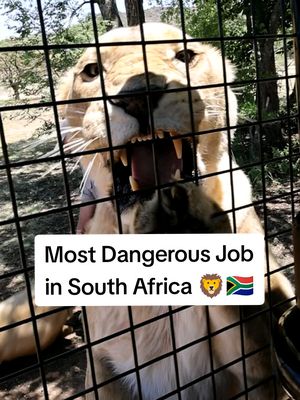 Most Dangerous Job in South Africa 🦁🇿🇦 #lion #safari #dangerous #southafrica #travel 