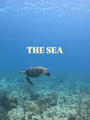 We’re all for salt water therapy in Barbados! 🌊✨ There is something truly transformative about stepping into our ocean. From the soft, calm turquoise ripples of the West Coast to the invigorating Atlantic waves crashing along the East Coast, the sea here has a way of washing away every worry. Whether you’re snorkelling alongside sea turtles, floating under the warm tropical sun, or simply letting the ocean breeze reset your day, Bim's clear waters are the ultimate natural medicine for the soul.🌴🇧🇧 📹: @divefestbarbados #VisitBarbados #MyBarbados #LoveBarbados