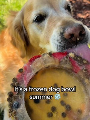 The best cooling and long lasting enrichment for dogs that you should try this summer 🐶💚 #dogfood #dogtreats #Summer 