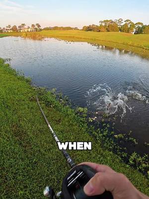 WHAT IS LIVING IN THIS POND⁉️⁉️ • • I was throwing around my @York Casting Co York Glide on my new @Piscifun Fishing Alinox reel when I hooked into something I never thought would have lived in this pond… • • #fishing #florida #bassfishing #fyp #tarpon