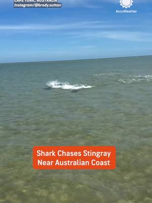 A hammerhead shark was spotted chasing a stingray in front of boaters off the Australian coast.