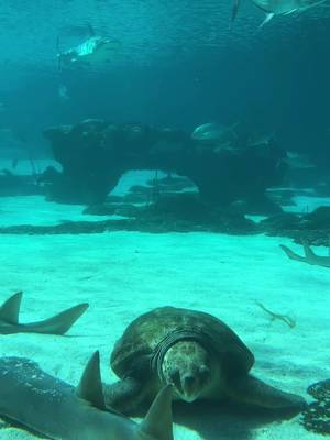 Can you spot the triggerfish 🐠 👀 Meet Barry the orange-lined triggerfish!