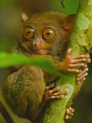 Yoohoo! Dito ang tingin 👀 📍Tarsier Sanctuary, Corella, Bohol We stan the queen @Kim_burghly 👑 #DiscoveMoreToLove #LoveThePhilippines