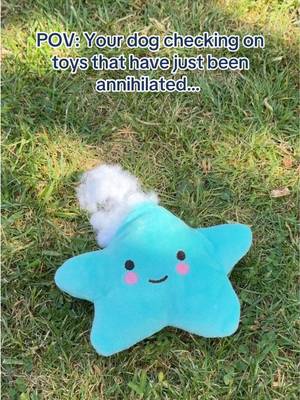 Does your dog do this? 🐾 #butchersdogfood #dogfood #dogsoftiktok #dogtok 