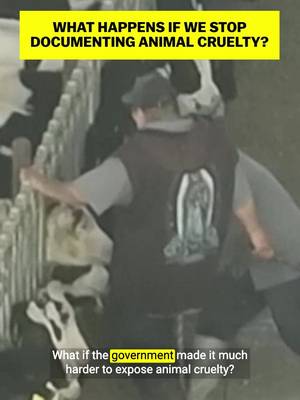 The Trump administration is trying to make it more difficult to expose animal cruelty with a new proposed rule restricting drones around factory farms. But without these drones, how will we really know what’s going on in the food industry? #AnimalCruelty #Drones #FactoryFarming #Slaughterhouses #FAA