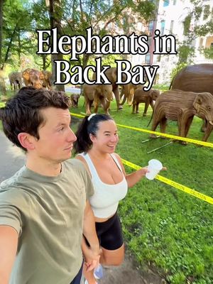 Viral public art display just installed on Comm Ave in Boston! 🐘🐘🐘 Huge elephants everywhere!! #boston #bostontok #bostontiktok #art #Summer 