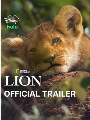 This young cub could be king… he’s just got some growing up to do first. Witness Kio's real-life journey from cub to king in #NatGeoLION, a new National Geographic documentary series from executive producers Jon Favreau and Mike Gunton, premiering Wednesday, August 19 at 9/8c on National Geographic. Streaming on @Disney+ and @hulu. 