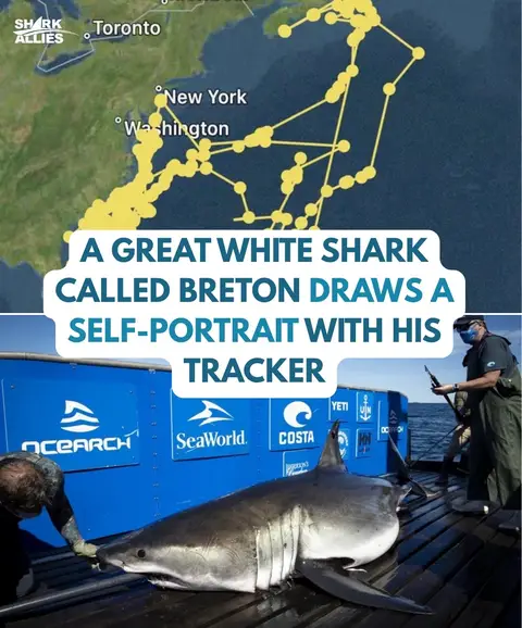 Can we some great job Breton’s in the comments!  - #shark #drawing #artist #ocean #nature 