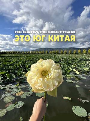 Это все еще Китай. Просто тот, который мы почти никогда не видим 🇨🇳 На самом юге провинции Юньнань находится Хунхэ - регион, о котором до этой поездки я ничего не знал 🤔 И именно здесь находятся те самые рисовые террасы народа хани. Они спускаются по горам на километры, вокруг стоят традиционные деревни с домами, похожими на грибы, а многие вещи, которые сегодня кажутся туристическим опытом, для местных остаются частью обычной жизни 🌾 Наверное, поэтому это место так сильно отличается от привычных красивых локаций. Здесь хочется не просто приехать, снять кадр и уехать, а реально посмотреть, как все устроено 👀  📍 Что сохранить для поездки в Хунхэ: 🌾 Yuanyang Hani Rice Terraces - те самые огромные рисовые террасы 🏘 Azheke Village - традиционная деревня народа хани среди террас 🎣 попробовать местную рыбалку прямо среди рисовых полей 🧶 познакомиться с традиционным прядением и ремеслами хани 🏠 увидеть знаменитые «грибные» дома 🪷 водная прогулка среди тысяч лотосов 🍜 Mengzi - попробовать лапшу «через мост» на ее родине 🚂 Bisezhai Railway Station - историческая станция старой Юньнань–Вьетнамской железной дороги Еще одно напоминание, насколько огромным и разным может быть Китай 🙃 ✈️ @trip.pal_official @trip.pal_ru  🗺️ Nihao China, Hello Honghe #китай #путешествие #юньнань #тревел #тревелблог 