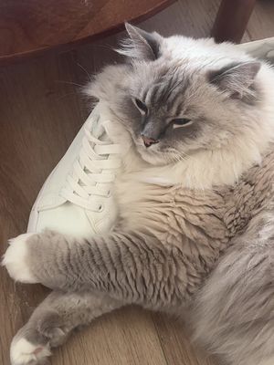 ikikik adopt don’t stop but I love my #ragdollcat miss betty  #cats #catsoftiktok #catlover #cattok 