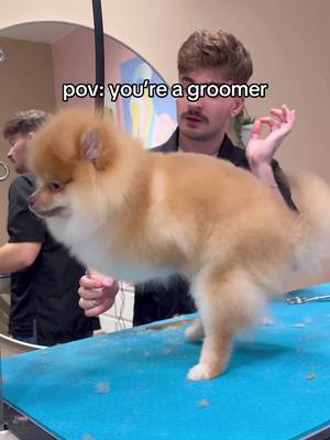 The things we see… . #funnydogs #dogs #doggrooming