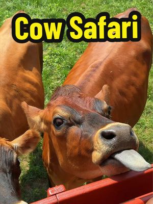 Cow Safari in Massachusetts 🐄  Did you know there’s a new drink pop up at Eastleigh Farm every Saturday and Sunday serving cold brews, dirty sodas, lemonades and other sweet sips. Moss & Moo is a mobile beverage bar and we had the opportunity to try few of their fun drinks: • Cookie Dough Brew • Cow Safari Cooler  • Sunrise Sipper • Moo Lagoon We came for the beverages but stayed for the viral cow safari, influenced by Discover Boston (on IG) @Taylor ✨. There’s also a petting zoo with baby goats and ducks.  This entire experience was so wholesome and such a cute summer activity. They’re expected to stay open until November (weather permitting).  📍1062 Edmands Rd. Framingham, MA  #massachusetts #safari #cows #thingstodo #farmtok 