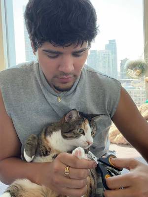 #catsoftiktok 
