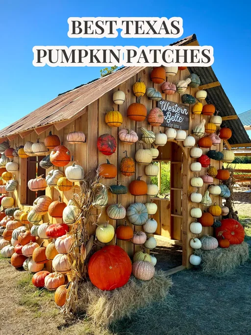 Looking for the best pumpkin patches in Texas this fall? 🎃 From giant pumpkin festivals and corn mazes to hayrides, photo ops, farm animals & all the fall vibes, save this list for pumpkin season! 🍂🌽📸 Featured in these pictures: 🎃 @WesternBelleFarm — Waco, TX 🎃 @Devine Acres Farm- SATX Events — Devine, TX Austin + San Antonio Area 🎃 Float In — New Braunfels, TX 🎃 Sweet Berry Farm — Marble Falls, TX 🎃 Sweet Eats Fruit Farm — Georgetown, TX 🎃 Graff 7A Ranch — Hondo, TX 🎃 Indian Springs Ranch — Travis County, TX 🎃 Texas Pumpkin Fest — Leander, TX 🎃 Jenschke Orchards — Fredericksburg, TX 🎃 Owl Creek Farm — San Antonio, TX 🎃 Traders Village — San Antonio, TX 🎃 Uhland Fall Fest — Uhland, TX 🎃 Round Rock Pumpkin Festival — Round Rock, TX 🎃 Bell Creek Acres — Castroville, TX 🎃 Sundrop Springs Farm — New Braunfels, TX Dallas + Fort Worth + North Central Texas 🎃 The Robinson Family Farm — Temple, TX 🎃 Dallas Arboretum — Dallas, TX 🎃 Hall’s Pumpkin Farm — Grapevine, TX 🎃 Pumpkin Nights — Arlington, TX 🎃 YesterLand Farm — Canton, TX 🎃 Mainstay Farm — Cleburne, TX 🎃 Blase Family Farm — Rockwall, TX 🎃 Maxwell’s Pumpkin Farm — Amarillo, TX 🎃 Shadow Creek Pumpkin Farm — Midlothian, TX 🎃 Jacksboro Pumpkin Patch — Jack County, TX 🎃 Denton Valley Farms — Clyde, TX Houston Area 🎃 Blessington Farms — Wallis, TX 🎃 Froberg’s Farm — Alvin, TX 🎃 Dewberry Farm — Brookshire, TX 🎃 P-6 Farms — Montgomery, TX 🎃 Old Time Christmas Tree Farm — Spring, TX 🎃 7 Acre Wood — Conroe, TX Corpus Christi Area 🎃 Rockin’ K Farms — Robstown, TX South Texas 🎃 The T-Ranch — La Feria, TX 🎃 Big Red’s Ranch — San Benito, TX East Texas 🎃 Piney Park — Marshall, TX 🎃 Blueberry Ridge Farm — Mineola, TX North Texas / Panhandle 🎃 At’l Do Farms — Lubbock, TX 🎃 Assiter Punkin Ranch — Floydada, TX West Texas 🎃 Fiddlesticks Farms — Midland, TX 🍁 SAVE this Texas fall bucket list for pumpkin season & tag someone you want to go pumpkin patch hopping with! 🎃 #pumpkinseason #pumpkinpatch #texas #texastodo #texascheck 