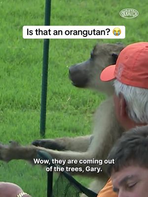 Look out for the fans this week in Memphis, they’re absolute animals. 😭 #golftiktok #PGATOUR #sports #funny #animals 
