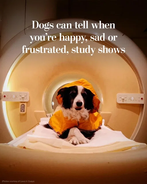 If you’ve spent any time with dogs, it’s probably not news to you that they can sense the difference between positive and negative human emotions. A pup may match your excited energy when it’s time for a walk or check on you if you appear glum. But canine brains might have a deeper understanding of human emotions than you might think, a new study suggests. More from The Washington Post at the link in our bio. #dogs#pets#MentalHealth
