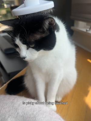 love languages couldn't be any different yet they're inseparable #multicathousehold #cats #catlovers #catmom