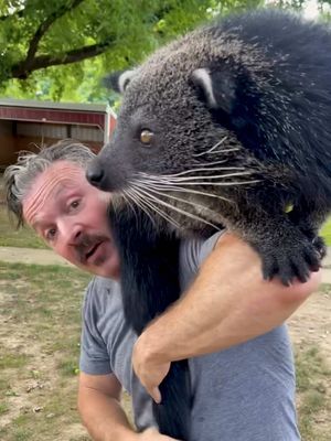 This is a bearcat, even though it’s neither a bear nor a cat. Also called a binturong, they’re native to the forests of Southeast Asia, and are the largest members of the civet family, weighing up to 80 pounds. Its long prehensile tail works almost like a fifth limb as it moves through the trees. But more importantly, its pee smells like buttered popcorn. Binturong urine contains 2-acetyl-1-pyrroline, or 2-AP (C₆H₉NO), the same aroma compound responsible for that unmistakable smell that fills movie theaters and used to greet us every time we walked into a Blockbuster. Both males and females use urine and scent marking to leave chemical messages for other binturongs. Binturongs also eat a ton of fruit, especially figs, which makes them important seed dispersers in Southeast Asian forests. They carry seeds through the canopy and deposit them in their droppings, sometimes in exactly the kinds of places where new plants can take root. Passing through a binturong’s digestive system can even help some fig seeds germinate. So, binturongs spend their nights climbing around the rainforest smelling like a movie theater and pooping out the next generation of forest. It’s one of the coolest animals I’ve gotten to kiss! #coolanimals #cuteanimals #AnimalFacts #funanimals @Paws & Claws Encounters @Lmpry 